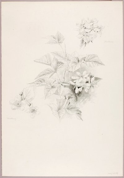 无题（露莓和黑莓） 作者 乔治·埃尔伯特·布尔