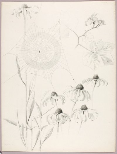无题（蜘蛛网与雏菊） 作者 乔治·埃尔伯特·布尔