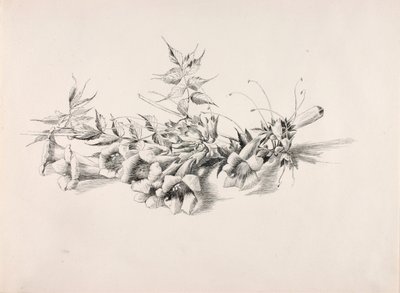 无题（喇叭藤，Campsis Radicans） 作者 乔治·埃尔伯特·布尔