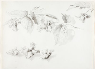 无题（野生榛子，美国榛子） 作者 乔治·埃尔伯特·布尔
