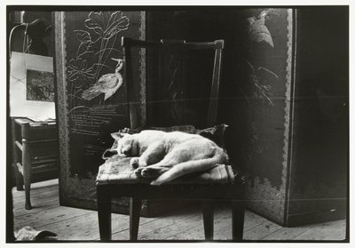 阿姆斯特丹 Breitner 工作室椅子上的小猫 作者 伤害机器人
