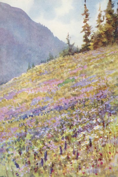 约七月初，福尔克拉兹山坳（Col de la Forclaz）上的金钟罩花田（彩色石版画 作者 乔治·杰克逊·弗莱姆威尔