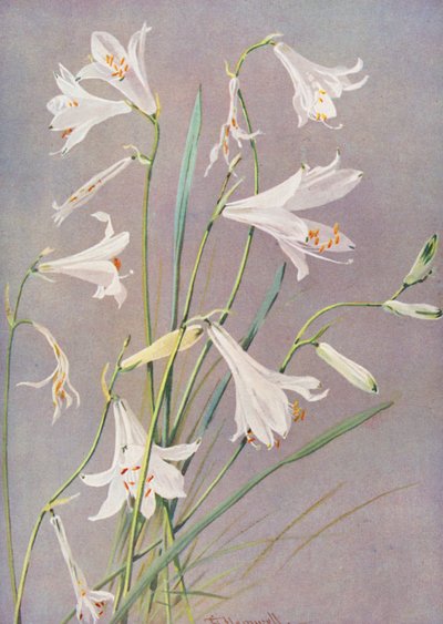 天堂或圣布鲁诺百合 Paradisia Liliastrum（彩色石版画） 作者 乔治·杰克逊·弗莱姆威尔