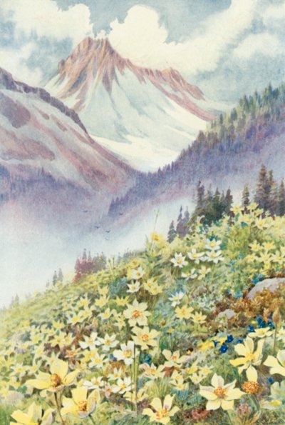 Le Planet斜坡上的硫磺海葵（彩色石版画） 作者 乔治·杰克逊·弗莱姆威尔