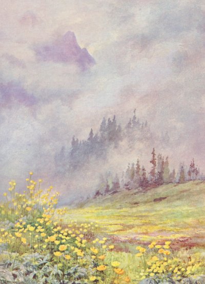 六月初云雾缭绕的田野上的球花 Trollius europaeus（彩色石版画） 作者 乔治·杰克逊·弗莱姆威尔