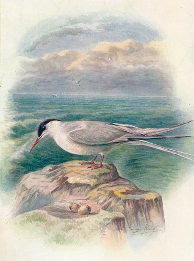北极燕鸥-斯特纳·马库拉（Sterna macrura），c1910，1910年 作者 乔治·詹姆斯·兰金