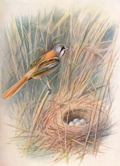 大胡子的山雀或小草-Panurus biarmicus，c1910，1910 作者 乔治·詹姆斯·兰金