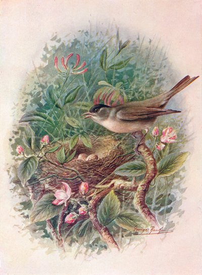 黑帽（Blackcap）-西尔维亚·阿特里卡皮拉（Sylvia atricapilla），c1910，1910年 作者 乔治·詹姆斯·兰金