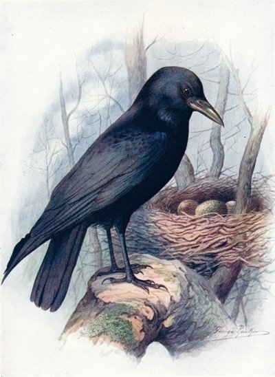 腐肉乌鸦-Corvus corone，c1910，1910 作者 乔治·詹姆斯·兰金