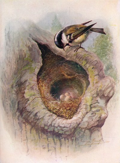 煤山雀-帕鲁斯·阿特（parus ater），c1910，1910 作者 乔治·詹姆斯·兰金