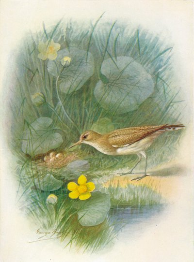 普通Sand-Totanus hypoleucus，c1910，1910 作者 乔治·詹姆斯·兰金