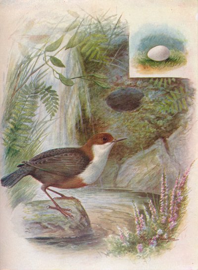 北斗星或水Water-Cinclus aquaticus，c1910，1910 作者 乔治·詹姆斯·兰金