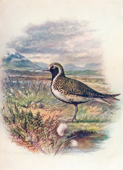 金P（Charadrius pluvialis），c1910，1910 作者 乔治·詹姆斯·兰金