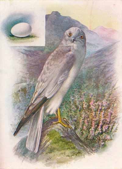母鸡-马戏团cyaneus，c1910，1910 作者 乔治·詹姆斯·兰金