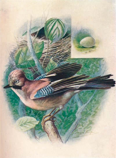 Jay- Garrulus glandarius，1910年，1910年 作者 乔治·詹姆斯·兰金