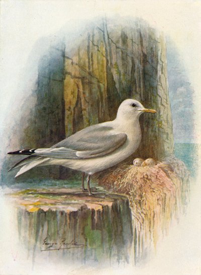 基蒂瓦克-Rissa tridactyla，c1910，1910 作者 乔治·詹姆斯·兰金