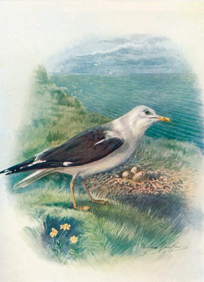 小黑背鸥-鸥（Larus fuscus），c1910，1910 作者 乔治·詹姆斯·兰金