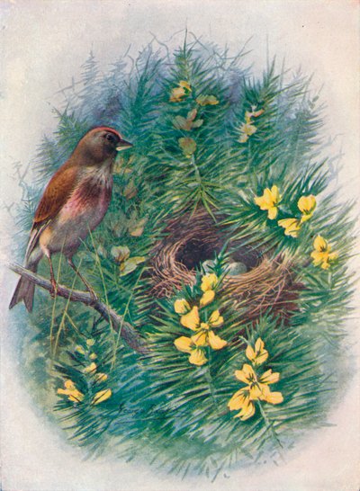 红雀-Linota cannabina，c1910，1910 作者 乔治·詹姆斯·兰金