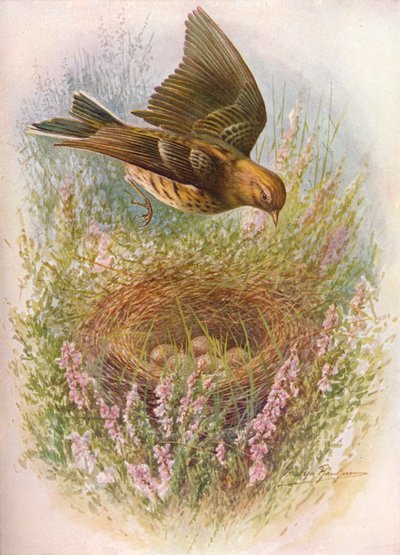 Meadow-Pipit或Titlark-Anthus pratensis，c1910，1910 作者 乔治·詹姆斯·兰金