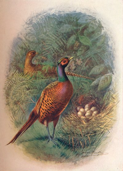 ea鸡-Phasianus colchicus，c1910，1910 作者 乔治·詹姆斯·兰金