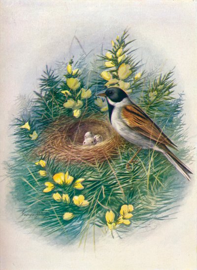 芦苇彩旗-Embriza schoeniclus，c1910，1910 作者 乔治·詹姆斯·兰金