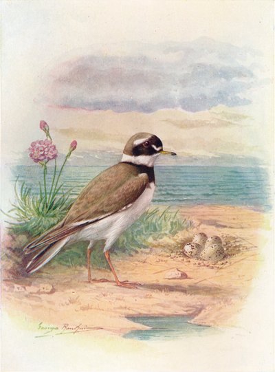 环状的珩科鸟-埃及伊蚊，c1910，1910 作者 乔治·詹姆斯·兰金
