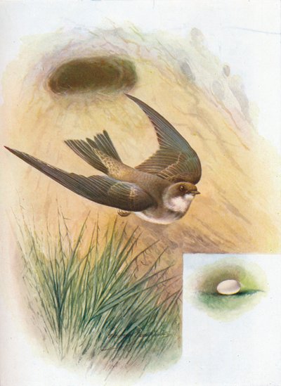 沙马丁（Sand-Martin）-河岸河岸（Cotile riparia），c1910，1910年 作者 乔治·詹姆斯·兰金
