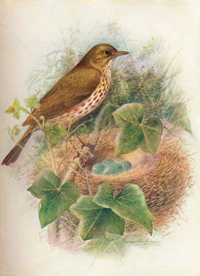 鹅口疮或Mavis-Turdus musicus，c1910，1910 作者 乔治·詹姆斯·兰金