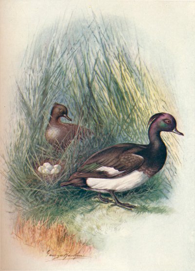 簇绒鸭-Fuligula cristata，c1910，1910 作者 乔治·詹姆斯·兰金
