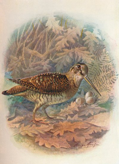 伍德科克-Scolopax Rustula，C1910，1910 作者 乔治·詹姆斯·兰金
