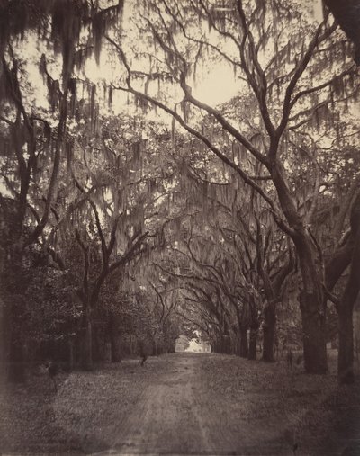 博纳文特公墓，离萨凡纳四英里，1866年。 作者 乔治·N·巴纳德