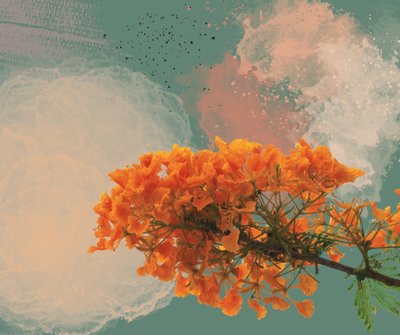 皇家波昂纳 "El Flamboyan"（数字版） 作者 乔治·罗莎莉