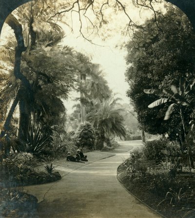 女王公园（Queens Park）中的通路，澳大利亚布里斯班，大约1909年。 作者 乔治·罗斯