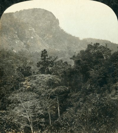 巴伦河峡谷的热带植被，...昆士兰州凯恩斯，澳大利亚，c1909。 作者 乔治·罗斯
