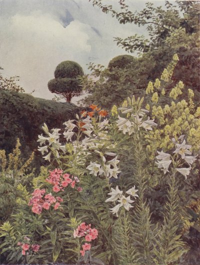 白百合和黄色附子 作者 乔治·塞缪尔·埃尔古德