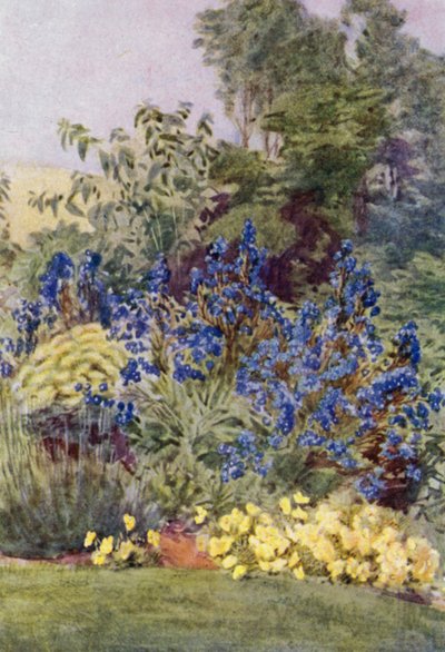 Anchusa Italica Dropmore 品种，Dropmore Alkanet，带有 Clematis recta 和 Violas（彩色石版画） 作者 乔治·索珀