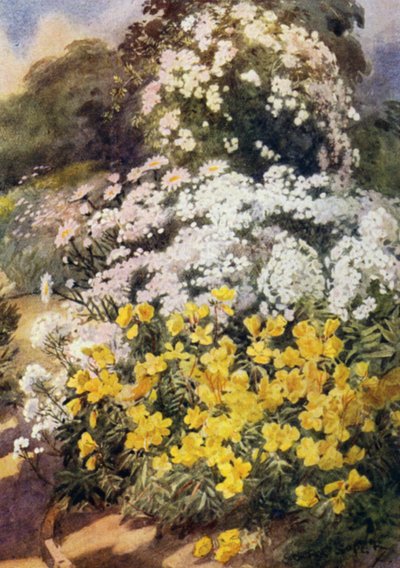 Oenothera Fruticosa Youngii，最好的月见草之一，背景为白福禄考、白蓍草和沙斯塔雏菊（彩色石版画） 作者 乔治·索珀