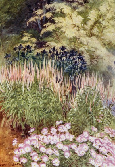 Veronica spicata rosea，带有刺梨和中提琴（彩色石版画） 作者 乔治·索珀