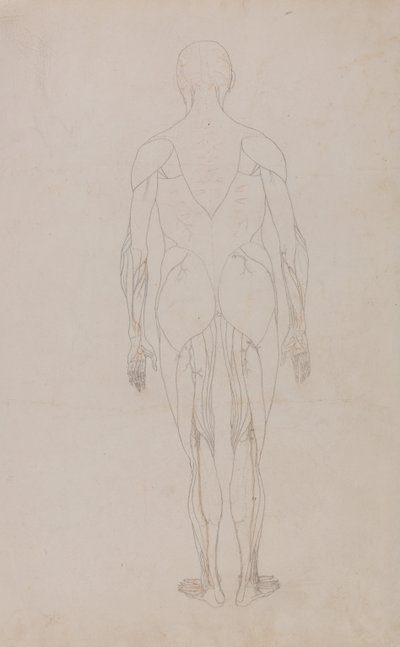 人体结构与老虎和普通家禽的解剖结构比较说明：人体后视图（表十二的进一步研究） 作者 乔治·斯塔布斯