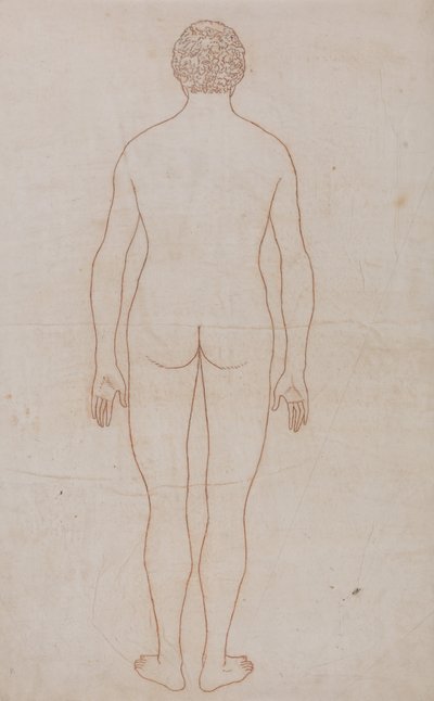人体结构与老虎和普通家禽结构的比较解剖论述：人体，后视图（表 VII 的轮廓图） 作者 乔治·斯塔布斯