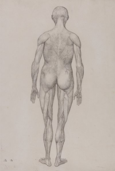 人体结构与老虎和普通家禽的解剖对比图解：人体，后视图（与表 XII 的成品图几乎完全相同） 作者 乔治·斯塔布斯