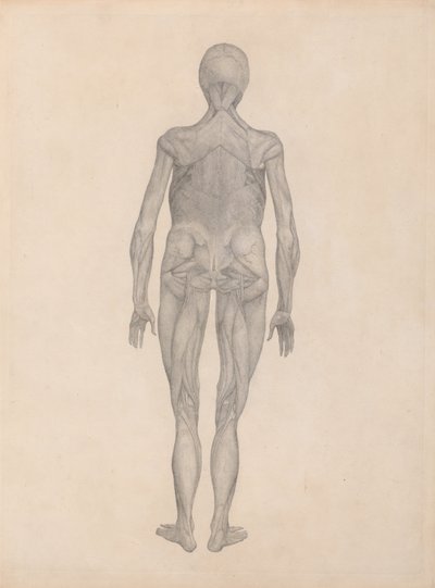 人体结构与老虎和普通家禽结构的比较解剖论述：  人体，后视图（未发表版画的研究成品） 作者 乔治·斯塔布斯