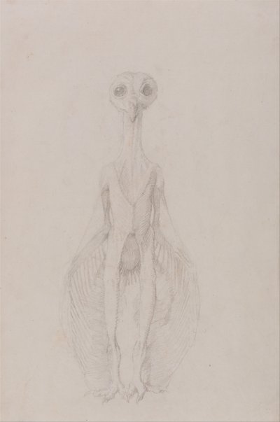 人体结构与老虎和普通家禽结构的比较解剖阐述：猫头鹰站立，前视 作者 乔治·斯塔布斯