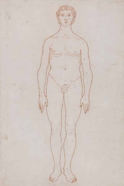 人体结构与老虎和普通家禽的比较解剖论述：人体前视研究（表 VI 的轮廓图） 作者 乔治·斯塔布斯