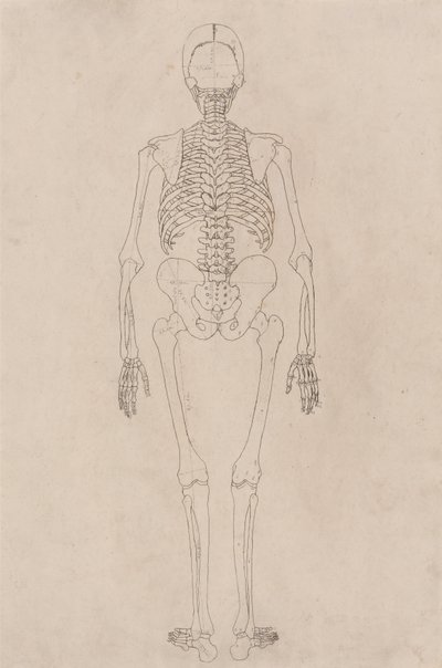 人体结构与老虎和普通家禽的比较解剖论述：人体骨骼，后视图（与表二有关） 作者 乔治·斯塔布斯