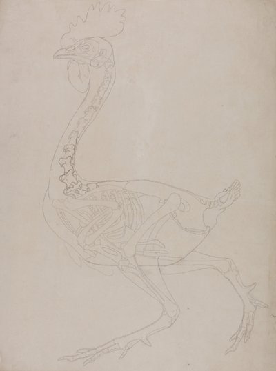 人体结构与老虎和普通家禽的解剖对比论述：  家禽骨骼，侧视图 作者 乔治·斯塔布斯