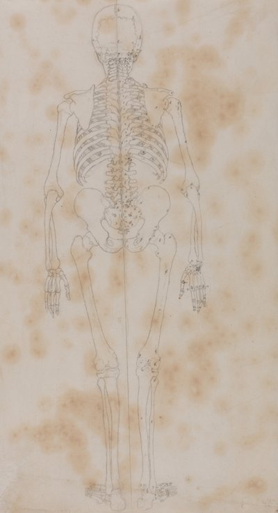 人体结构与老虎和普通家禽的比较解剖学论述：人体骨骼，后视图（也许是第一部骨骼研究著作） 作者 乔治·斯塔布斯