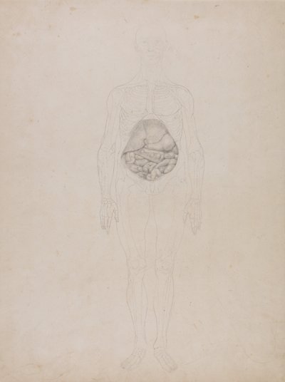 人体结构与老虎和普通家禽结构的比较解剖论述：人体，前视（轮廓图） 作者 乔治·斯塔布斯