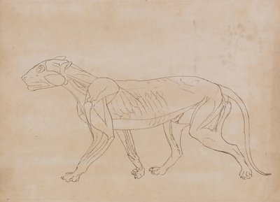 人体结构与老虎和普通家禽的比较解剖阐述：  老虎身体，侧视图（关键人物的轮廓图） 作者 乔治·斯塔布斯