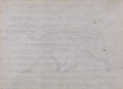人体结构与老虎和普通家禽的比较解剖学论述》（A Comparative Anatomical Exposition of the Structure of the Human Body with a Tiger and a Common Fowl）：老虎身体，侧视图 作者 乔治·斯塔布斯